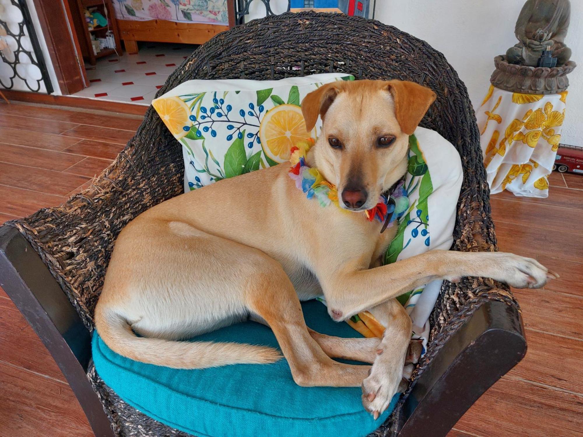 Cazhibiscus Bed & Breakfast Trou aux Biches Luaran gambar